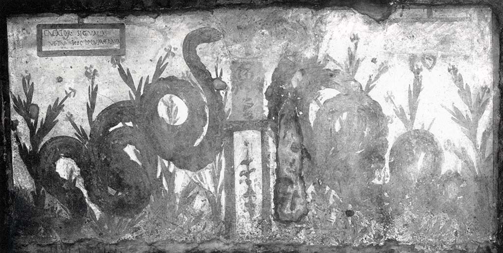 Painted street shrine on the wall at V.6.19.
This shows two serpents moving through plants to an altar that had offerings on it.
See Fröhlich, T., 1991. Lararien und Fassadenbilder in den Vesuvstädten. Mainz: von Zabern, (p.319, 35, Taf 56,2)
According to Spano, "one of the usual representations of two enormous agatodemon snakes came to light, which on both sides approach a sumptuous altar, all included in a rectangular space with a white background, measuring 2.10m. X 1.00m.
The picture, however, is here, more than elsewhere, notable for the inscription painted in the corner upper left, and which I reproduce here:
CACATOR SIC VALEAS
VT TV HOCLOCVM TRASIA
The image of snakes, tutelary geniuses of a place, served in general to defend that place against any kind of ugliness.
What ugliness was feared in the place where we are, however, is explicitly stated by our inscription".
See Spano, in Notizie degli Scavi di Antichità, 1910, p. 262.