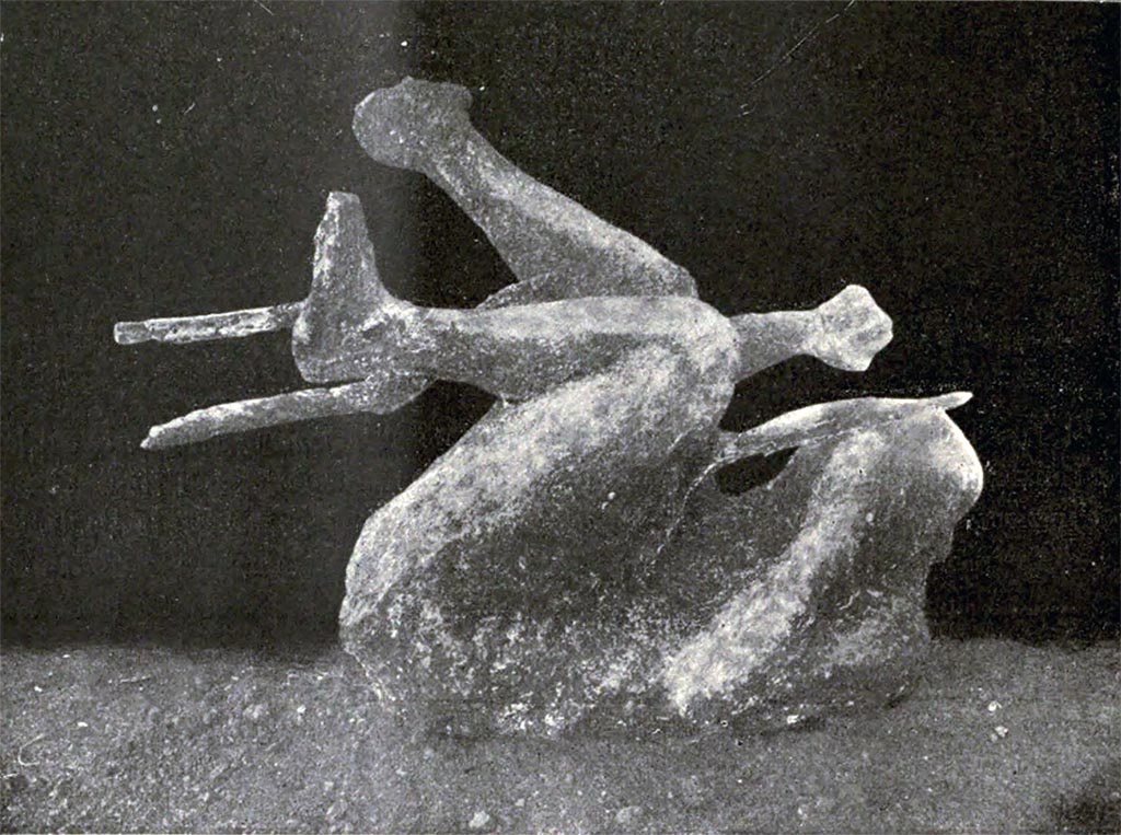 Porta Nola Pompeii. December 1911. Cast of victim 19 with tree branches found 15.50 m from the south-east corner of the fence on the side of the funerary schola of Aesquillia Polla.
See Notizie degli Scavi di Antichità, 1911, p. 460, fig. 2.
