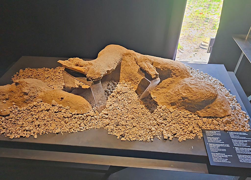 Victim 80. March 2024. Victim found outside Porta Capua / Tower IX in 2002.
Photo courtesy of Giuseppe Ciaramella.
Victim 80 is an adult male of over 20 years old, probably 20 to 25 years old. 
The body was found outside the northern wall at tower IX in 2002.
The victim was found a few metres from another body (Victim 81) and a similar partial cast was obtained from this.
Two iron rings were fixed to the victim's ankles, probably shackles (compedes), which suggested his identification with a slave; a bronze armlet was on his left forearm.
See Osanna, N., Capurso, A., e Masseroli, S. M., 2021. I Calchi di Pompei da Giuseppe Fiorelli ad oggi: Studi e Ricerche del PAP 46, p. 505-6, Calco n. 80.
The two iron rings are referred to in this catalogue, and here on the Palaestra exhibition card, as being found on victim 80, whereas they are usually displayed on victim 81, but are not mentioned in the catalogue for that victim.
See Osanna, N., Capurso, A., e Masseroli, S. M., 2021. I Calchi di Pompei da Giuseppe Fiorelli ad oggi: Studi e Ricerche del PAP 46, p. 507-8, Calco n. 81.

