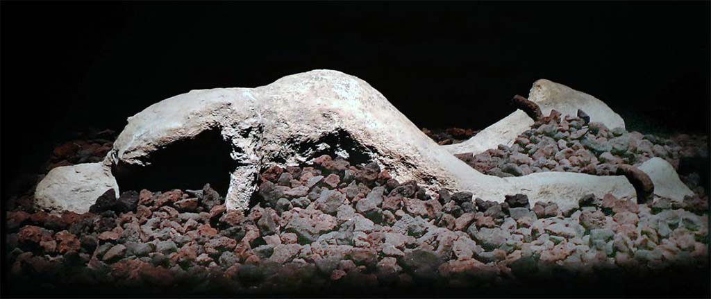 Victim 81. The Shackled Man. Porta Capua 2002.
The body of a young man of 20-25 years, who may have been shackled, found outside of the Porta Capua.
He had been fleeing at the time of the eruption in AD 79 when he was overcome by one of the hot gas surges.
He had an iron ring around each ankle. The inner diameter of these as shown is now c. 100mm but may have originally been larger as they appear to have a thick corrosion crust.
These unfortunately do not appear to have been X-radiographed and so there is no way of telling whether they are formal shackles or rings.
Both have a pronounced thickening at one point, possibly suggesting shackles.
See Etani, H., Niwa, Y., Sakai, S., Shigematsu, Y. and Iorio, V. 2003-4. ‘La campagna di scavo del Japan Institute of Paleological Studies di Kyoto del 2002’, Opuscula Pompeiannia 12, p. 125-37, p. 128, Foto 5-8.
See Etani, H. (ed.) 2010. Pompeii. Report on the Excavations at Porta Capua 1993-2005, The Paleological Association of Japan, Inc., Kyoto, Fig. 58 no. 1.
See Cool H. E. M., 2006, revised 2015. Selected Roman Small Finds from the Cemetery at nos. 3 and 6 Driffield Terrace, York. York Archaeological Trust.
Found outside the northern wall at tower IX. This is now believed to be an adult male of over 20 years old, probably 30 to 40 years old.
The victim was found a few metres from another body (Victim number 80) a similar partial cast was obtained from this.
There are possible traces of a belt left around the torso.
The man wore an iron ring on one finger of his left hand and a belt at his waist, the iron buckle of which is preserved.
On the left arm, near the elbow, there are remains of iron which are difficult to interpret.
See Osanna, N., Capurso, A., e Masseroli, S. M., 2021. I Calchi di Pompei da Giuseppe Fiorelli ad oggi: Studi e Ricerche del PAP 46, p. 507, Calco n. 81.
The two iron rings are referred to in this catalogue as being found on victim 80, whereas they are usually displayed on victim 81, as seen here, but are not mentioned in the catalogue for that victim.
See Osanna, N., Capurso, A., e Masseroli, S. M., 2021. I Calchi di Pompei da Giuseppe Fiorelli ad oggi: Studi e Ricerche del PAP 46, p. 505, Calco n. 80.