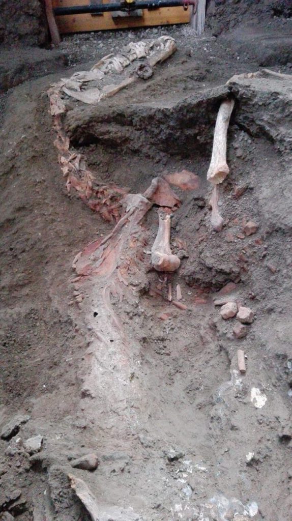 December 2018. A third thoroughbred with an elaborate military harness has been discovered in the stable of Cività Giuliana, as part of the recent excavation campaign. 
The digging of the tunnels by the grave-robbers, along with the cementing up of the cavities, made it impossible to create a cast of the third horse.

Dicembre 2018. Un terzo cavallo di razza con ricca bardatura militare è stato scoperto nella stalla di Civita Giuliana.
La realizzazione dei tunnel da parte dei tombaroli e la conseguente cementificazione delle cavità, non hanno permesso di realizzare il calco del terzo cavallo.

Photograph © Parco Archeologico di Pompei.
