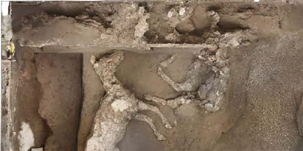 July 2018. The current excavation operations, which began in July, have fully unearthed this room and have identified the remaining part of the second horse.
It is laying on its right side, with the skull resting on the front left leg. 
Presumably tied to the trough, it was unable to struggle free.

Luglio 2018. Le attuali operazioni di scavo, avviate nel mese di luglio, hanno messo in luce integralmente tale ambiente e hanno individuato la parte restante del secondo cavallo.
È disteso sul lato destro, con il cranio appoggiato sulla gamba anteriore sinistra.
Presumibilmente legato alla mangiatoia, non era riuscito a divincolarsi.

Photograph © Parco Archeologico di Pompei.

