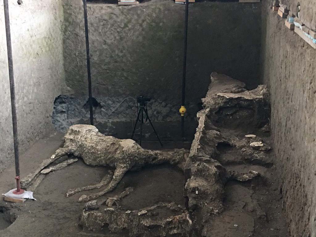 December 2018. In the initial phase of excavation begun in March, a wooden trough (a cast of which was made), the complete outline of a horse and the legs of a second animal were identified. The current excavation operations, which began in July, have fully unearthed this room and have identified the remaining part of the second horse.

Among the identified rooms, a stable emerged containing equine remains. The cast technique has allowed us to identify a trough whose structure, probably constructed in perishable materials, is still visible, thanks entirely to the plaster cast.

In the same way, in the central part of the stable, the identification of a cavity caused by the decay of organic material has allowed us to create a plaster cast of an equid.

Dicembre 2018. Nella prima fase di scavo era stata identificata una mangiatoia lignea di cui è stato possibile realizzare un calco, la sagoma integra di un cavallo e le zampe di un secondo animale. Le attuali operazioni di scavo, avviate nel mese di luglio, hanno messo in luce integralmente tale ambiente e hanno individuato la parte restante del secondo cavallo.

Tra gli ambienti individuati è emersa una stalla con resti equini. La tecnica dei calchi ha permesso di identificare una mangiatoia la cui struttura, probabilmente costruita in materiale deperibile, è ancora visibile unicamente grazie al calco in gesso.

Allo stesso modo l'individuazione, nella zona centrale della stalla, di un vuoto causato dal deperimento di materiale organico, ha consentito la realizzazione di un calco in gesso di un equide.

Photograph © Parco Archeologico di Pompei.
