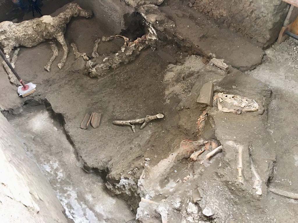 December 2018. The current excavation operations, which began in July, have fully unearthed this room and have identified the remaining part of the second horse and a third equid, along with the remains of an elaborate military harness.

One of the two is laying on its right side, with the skull resting on the front left leg. Presumably tied to the trough, it was unable to struggle and free itself.
The other lies sprawled on its left side, and the iron bite is preserved under the jaw. The digging of the tunnels by the grave-robbers, along with the cementing up of the cavities, made it impossible to create a cast of the third horse.

During the excavation of the body, five bronze finds also came to light. Four heavily reworked conifer-wood finds, coated in bronze lamina and half-moon shaped, were found on the ribs of the rib cage; a fifth object formed of three hooks with rivets connected by a ring to a disc, also in bronze, was recovered from under the belly, near the hind limbs.

The shape of these elements, and comparisons found in literature, suggest that they belong to a particular type of four horned saddle, which consisted of a wooden structure with four horns, two front and two rear, covered with bronze plates which gave stability to the rider, in an era prior to the invention of stirrups. Saddles of this type had been used in the Roman world since the 1st century AD, particularly in military contexts. There were four ring joints for every harness, and they were used to connect various leather straps and lock the saddle in place on the horse's back. Such harnesses were certainly used for military parades.

Other elements which formed part of the 'ornamentation' of the horse can be identified behind the back, where traces of plant fibres suggest the presence of a cloth/mantle. A further cast in the space between the front and hind legs suggests that there was a bag. It is likely that some of the missing harnesses were stolen by the grave robbers.

Dicembre 2018. Le attuali operazioni di scavo, avviate nel mese di luglio, hanno messo in luce integralmente tale ambiente e hanno individuato la parte restante del secondo cavallo e un terzo equide con i resti di una ricca bardatura di tipo militare.
Le attuali operazioni di scavo, avviate nel mese di luglio, hanno messo in luce integralmente tale ambiente e hanno individuato la parte restante del secondo cavallo e un terzo equide con i resti di una ricca bardatura di tipo militare.

Dei due, l'uno giace riverso sul fianco destro, con il cranio ripiegato sulla zampa anteriore sinistra. Presumibilmente legato alla mangiatoia, non era riuscito a divincolarsi.
L'altro giace riverso sul fianco sinistro, e sotto la mandibola conserva il morso in ferro. La realizzazione dei tunnel da parte dei tombaroli e la conseguente cementificazione delle cavità, non hanno permesso di realizzare il calco del terzo cavallo.

Durante la fasi di scavo del corpo sono, inoltre, venuti alla luce cinque reperti bronzei. Sulle coste della gabbia toracica, fortemente rimaneggiate, si sono individuati quattro reperti in legno di conifera rivestiti di lamina bronzea di forma semilunata; un quinto oggetto, sempre in bronzo, è stato recuperato sotto il ventre, in prossimità degli arti anteriori, formato da tre ganci con rivetti collegati da un anello a un disco.

La forma di questi elementi e i confronti in letteratura fanno ipotizzare che appartengano a un tipo particolare di sella definita a quattro corni, formata da una struttura di legno rivestita con quattro corni, due anteriori e due posteriori, ricoperta da placche di bronzo che servivano per dare stabilità al cavaliere, in un periodo in cui non erano state inventate le staffe. Selle di questo tipo sono state utilizzate nel mondo romano a partire dal I secolo d.C. ed in particolare in ambito militare. Le giunzioni ad anello erano quattro per ogni bardatura e servivano a collegare diverse cinghie di cuoio per bloccare la sella sul dorso del cavallo. Si tratta sicuramente di bardature militari da parata. Ulteriori elementi riferibili agli "ornamenta" del cavallo sono documentati dietro la schiena, dove tracce di fibre vegetali lasciano ipotizzare la presenza di un drappo/mantello e nello spazio tra le zampe posteriori ed anteriori, in cui un ulteriore calco suggerisce la presenza di una sacca. E' probabile che parte dei mancanti finimenti siano stati trafugati dai tombaroli.

Photograph © Parco Archeologico di Pompei.
