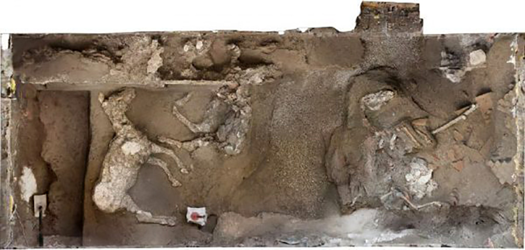 December 2018. Three horses and wooden stall. According to Massimo Osanna "The three horses, perhaps like the first which was discovered and analysed, must have belonged to the 'noblest breed' of display animals, as indicated by their imposing size - likely the result of selective breeding - and the quality of their iron and bronze harnesses. These exceptional discoveries confirm that this was a prestigious estate, with richly frescoed and furnished rooms, and sumptuous sloping terraces facing onto the Gulf of Naples and Capri, as well as an efficient servant's quarter, with a farmyard, oil and wine warehouses and densely cultivated lands, even according to the first investigations of the early twentieth century. In 2019, two million euros from the ordinary finds of the Archaeological Park will be allocated for the expropriation of land and continuation of excavations, with a view to an eventual opening to the public."

Dicembre 2018. Tre cavalli e una mangiatoia lignea. Secondo Massimo Osanna "I tre cavalli, come forse il primo rinvenuto ed analizzato, dovevano far parte della "razza più nobile', animali di rappresentanza, per la loro imponenza dimensionale, probabilmente frutto di accurate selezioni, e per i finimenti di pregio, in ferro e bronzo. Questi eccezionali ritrovamenti confermano che si trattava di una tenuta prestigiosa, con ambienti riccamente affrescati e arredati, sontuose terrazze digradanti che affacciavano sul golfo di Napoli e Capri, oltre ad un efficiente quartiere di servizio, con l'aia, i magazzini per l'olio e per il vino, e ampi terreni fittamente coltivati, anche stando a le prime indagini di inizio Novecento. Nel 2019 saranno stanziati due milioni di euro, dai fondi ordinari del Parco archeologico, per procedere all'esproprio dei terreni e per proseguire le indagini di scavo, al termine delle quali sarà possibile l'apertura al pubblico."

Photograph © Parco Archeologico di Pompei.