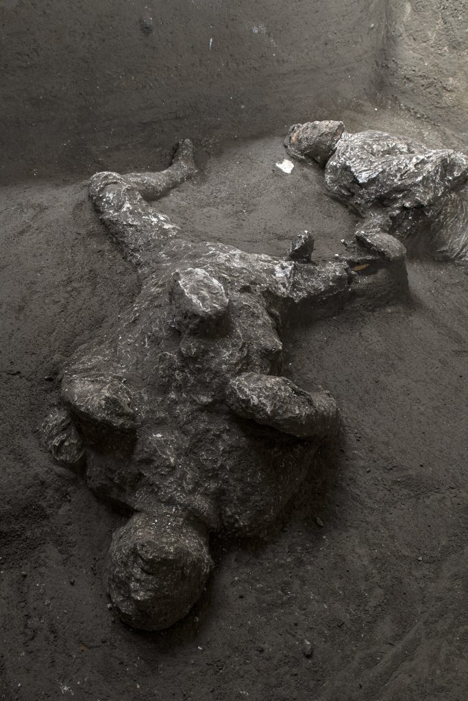 Victim 93. November 2020. Second victim.

The second victim was found in an attitude that was completely different to the first, but which is similar to that found in other plaster casts at Pompeii: the head has fallen backwards into the cinerite, at a lower level than the body, and the plaster cast has outlined the chin, lips and nose, while the skull is preserved. The arms are folded with the hands on the chest, similar to a position seen in other casts, whilst the legs are spread apart with the knees bent. 

The robust stature of the victim, particularly in the thorax area, suggests once again that this is a man, though older than the other victim, aged between 30 and 40 years and approximately 162cm tall.

Vittima 93. Novembre 2020. La seconda vittima.

La seconda vittima ha una posizione completamente differente rispetto alla prima ma attestata in altri calchi a Pompei: il volto è riverso nella cinerite, a un livello più basso del corpo, e il gesso ha delineato con precisione il mento, le labbra e il naso, mentre si conservano le ossa del cranio. Le braccia sono ripiegate con le mani sul petto, secondo una posizione attestata in altri calchi, mentre le gambe sono divaricate e con le ginocchia piegate. 

La robustezza della vittima, soprattutto a livello del torace, suggerisce che anche in questo caso sia un uomo, più anziano però rispetto all’altra vittima, con un’età compresa tra i 30 e i 40 anni e alto circa 162 cm. 

Photograph © Parco Archeologico di Pompei.

