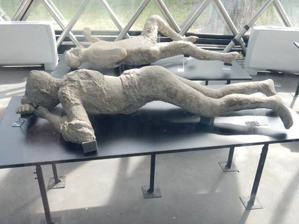 Victim 20 plaster-cast, at rear, is the fourth victim from the garden of I.6.2. May 2018. On display/exhibition kiosk near amphitheatre entrance.
Photo courtesy of Buzz Ferebee.