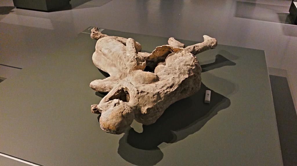 I.6.2 Pompeii. Victims 21 and 22. December 2019.
On display in exhibition “Pompei e Santorini” in Rome, 2019. Photo courtesy of Giuseppe Ciaramella.