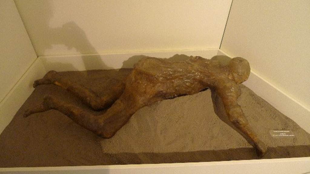 Oplontis, Villa of Lucius Crassius Tertius. July 2010. Resin cast of a woman found in 1984. Rear view.
According to the Soprintendenza notice at Oplontis, this was a new technique using resin instead of plaster. 
This gave a transparent result which allowed the bones, and the jewellery worn, to be seen. 
Photo courtesy of Michael Binns.
According to Malandrino, During the excavation of the villa of L. Crasso Terzo there was also found the first victim from the Pagus Oplontino, of which it was possible to obtain a cast: 
She was a young woman, adorned with armlet and gold earrings, affected by the poisonous fumes while she attempted to escape in a vain hope of salvation. 
See Malandrino, C., 1981, Sylva Mala II, p. 3-4.
In 1994, some cast x-rays were carried out which confirmed that it was a female individual, but of mature age and not a girl as had previously been believed.
This new resin based technique allows you to make transparent casts, but the transparency is not long-lasting, as demonstrated by the current state of the cast, which has become opaque and darker in color.

