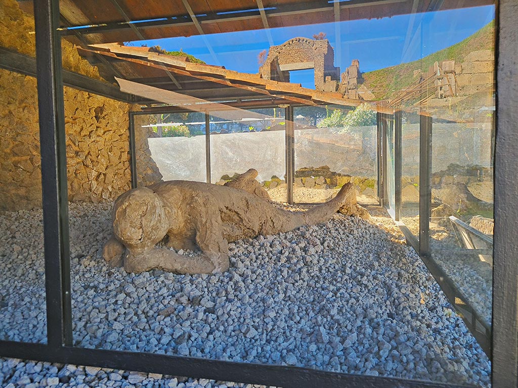 North-west side of Via delle Tombe. October 2024. Separate display area for victim 30.
Plaster cast of first of victims found in September 1956. Photo courtesy of Giuseppe Ciaramella.


