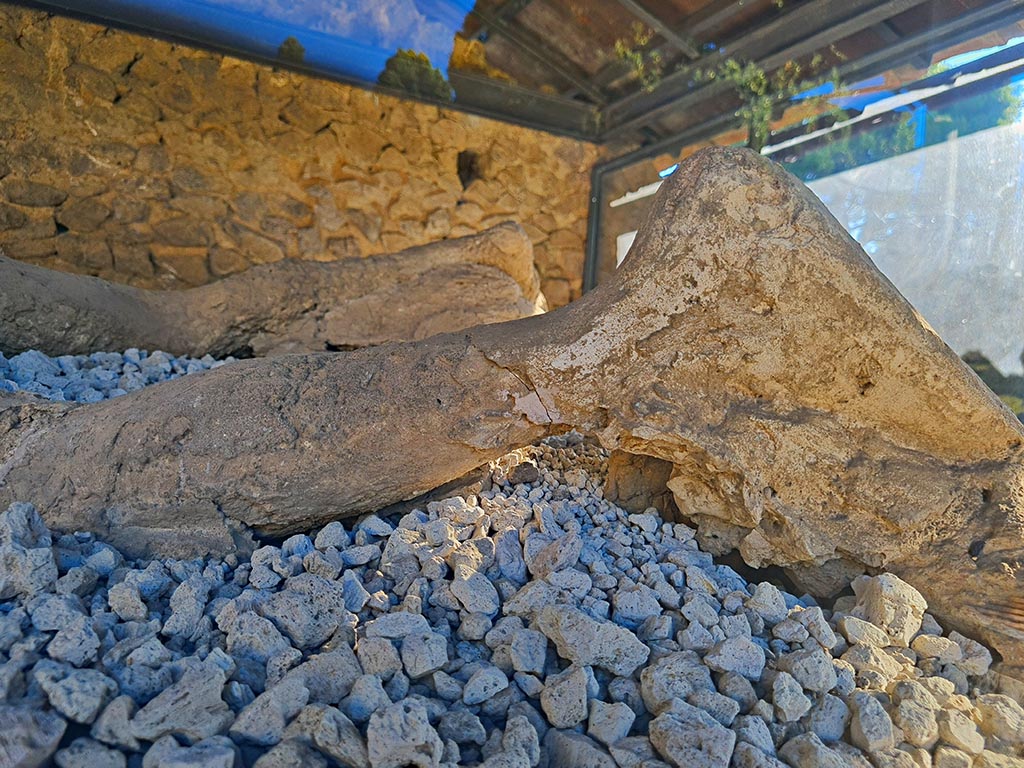 North-west side of Via delle Tombe. October 2024. Victim 30. Detail leg from plaster cast. Photo courtesy of Giuseppe Ciaramella.