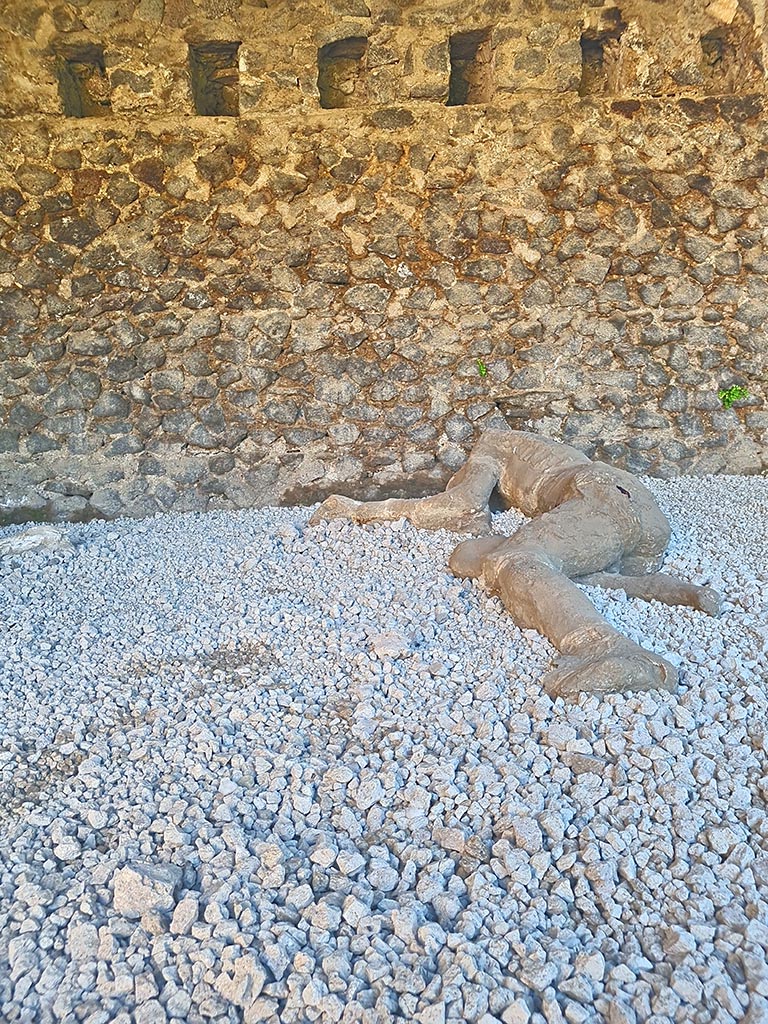 North-west side of Via delle Tombe. October 2024. Victim 32.
Plaster cast of an adult. Photo courtesy of Giuseppe Ciaramella.
