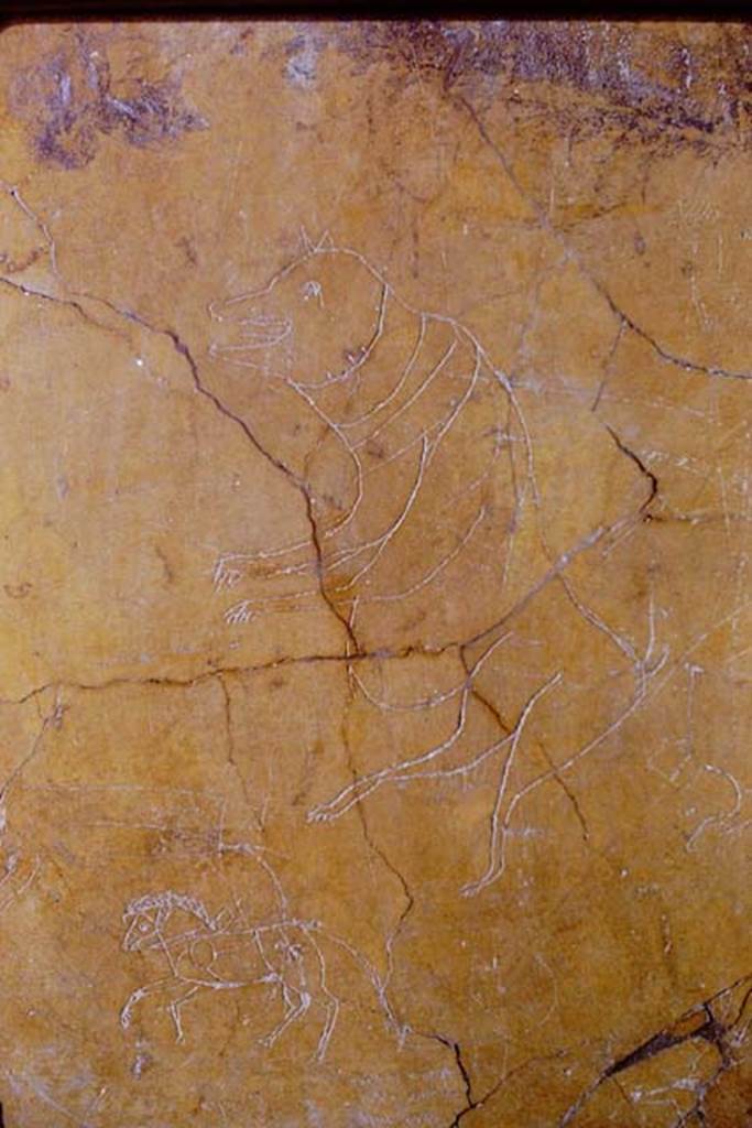 I.6.2 Pompeii, 1968. Detail from graffiti on south wall of oecus. Photo by Stanley A. Jashemski.
Source: The Wilhelmina and Stanley A. Jashemski archive in the University of Maryland Library, Special Collections (See collection page) and made available under the Creative Commons Attribution-Non Commercial License v.4. See Licence and use details.
J68f0539