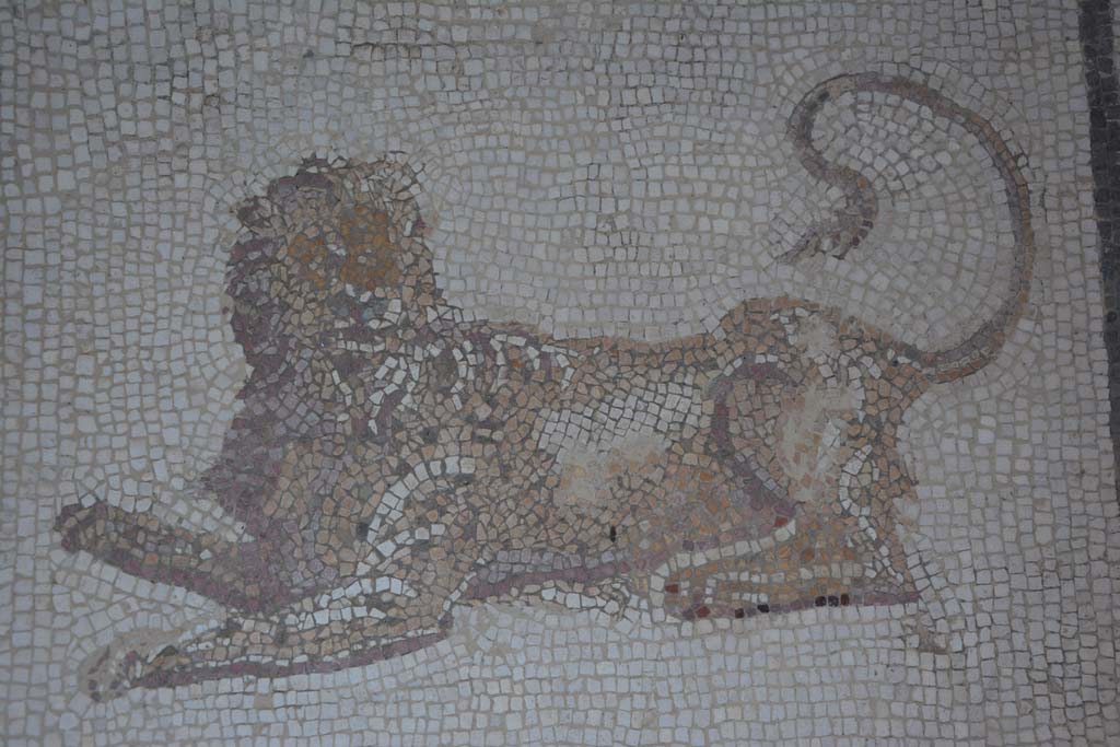 I.7.1 Pompeii. October 2019. Detail of lion from mosaic floor in atrium.
Foto Annette Haug, ERC Grant 681269 DÉCOR.