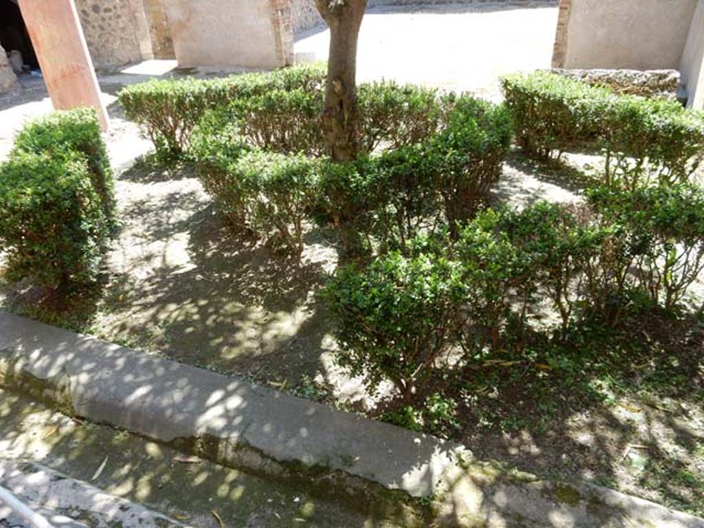I.9.5 Pompeii. May 2016. Room 12, area in centre of peristyle garden. According to the information card, this garden has been rearranged with a boxwood hedge laid out in a geometric pattern.  In the centre is an oleander bush grown as a “standard”. 
Oleander are depicted in the paintings in both cubicula, which are frescoed with scenes of a garden and an orchard. Photo courtesy of Buzz Ferebee.
