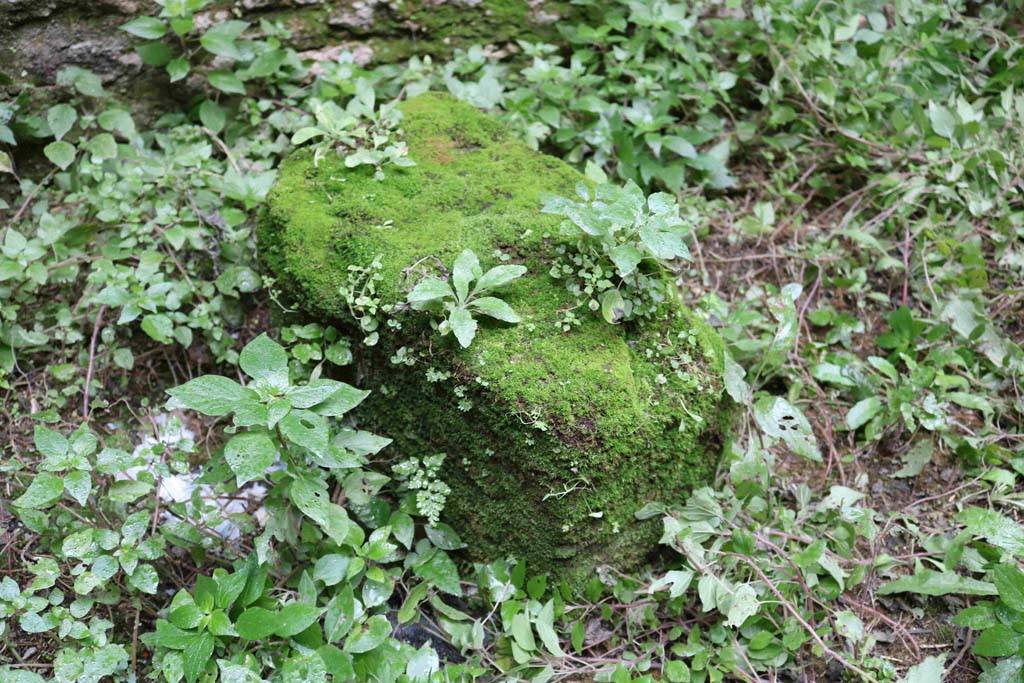 I.10.1 Pompeii. December 2018. Moss covered rock/stone/structure near the south-west corner. Photo courtesy of Aude Durand.