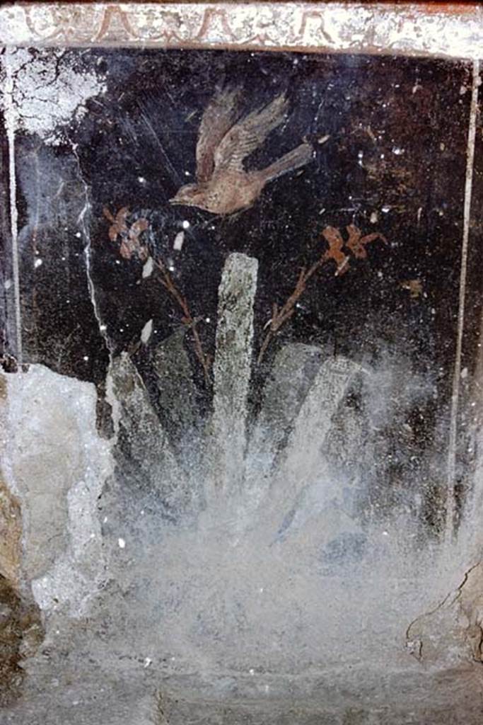 I.10.11 Pompeii. 1959. Room 2, painted zoccolo on west wall in north-west corner.   Photo by Stanley A. Jashemski.
Source: The Wilhelmina and Stanley A. Jashemski archive in the University of Maryland Library, Special Collections (See collection page) and made available under the Creative Commons Attribution-Non Commercial License v.4. See Licence and use details.
J59f0280
