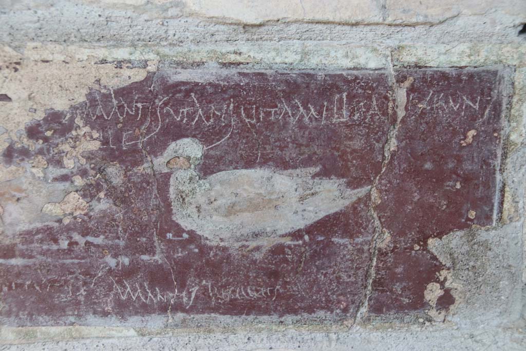 I.10.11 Pompeii. March 2009. Room 10, east wall of peristyle from south side of door to room 13.  
Violet panel of painting of ducks with graffito.  CIL IV 8408 a-c.
“Amantes ut apes vitam melitam exigent.” (Lovers, like bees, make life as sweet as honey).
 
According to Epigraphik-Datenbank Clauss/Slaby (See www.manfredclauss.de), CIL IV 8408 a-c reads as -
Amantes ut apes vita(m) mellita(m) exigunt       [CIL IV 8408a]
Velle       [CIL IV 8408b]
Amantes amantes cureges      [CIL IV 8408c]

Also found on the east wall of the peristyle on the south side of room 13, on a white background near a painted garland, was CIL IV 8405.
See Bragantini, de Vos, Badoni, 1981. Pitture e Pavimenti di Pompei, Parte 1. Rome: ICCD, p. 144.

According to Epigraphik-Datenbank Clauss/Slaby (See www.manfredclauss.de), CIL IV 8405 read as –
C(aius) Ann(a)eus 
Capito 
eq(ues) coh(ortis) X pr(aetoriae) 
c(enturia) Grati                            [CIL IV 8405] 

According to Cooley, graffito CIL IV 8405 was found to the right of a doorway to a bedroom, and translates as –
Gaius Annaeus Capito, cavalryman of the 10th praetorian cohort, Gratus’ unit.
See Cooley, A. and M.G.L., 2004. Pompeii: A Sourcebook. London: Routledge, p. 177. 

