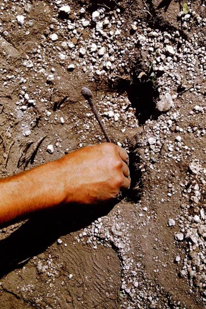 I.11.10 Pompeii. 1964. Photo by Stanley A. Jashemski.
Source: The Wilhelmina and Stanley A. Jashemski archive in the University of Maryland Library, Special Collections (See collection page) and made available under the Creative Commons Attribution-Non Commercial License v.4. See Licence and use details.
J64f1469
