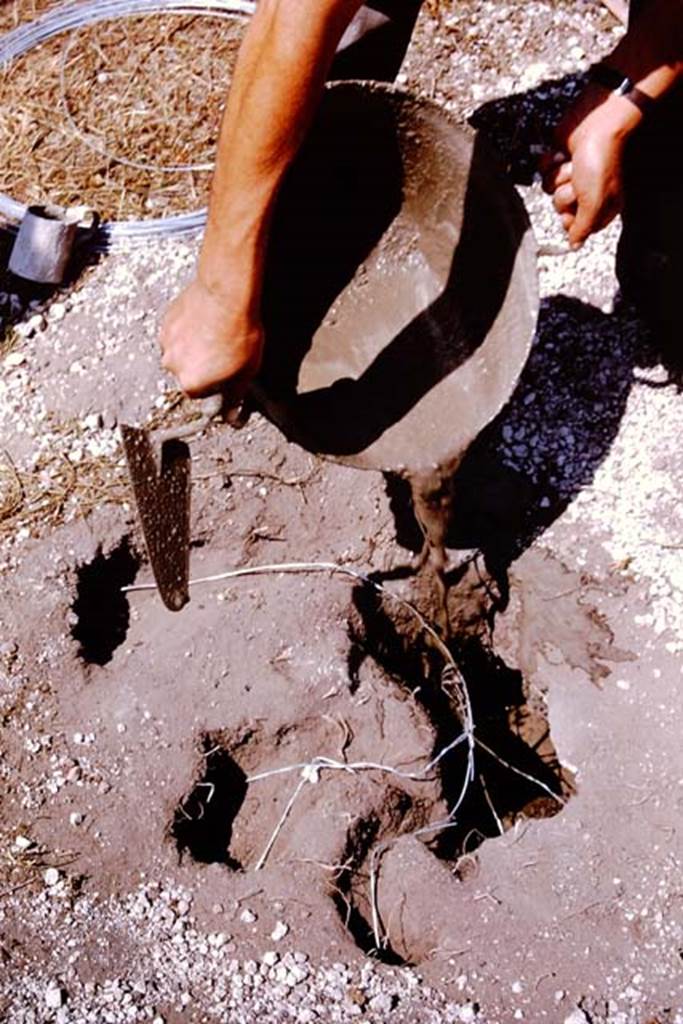 I.11.10 Pompeii. 1964. When nearly full, more plaster/cement can be added without fear of damaging the root cavity. Photo by Stanley A. Jashemski.
Source: The Wilhelmina and Stanley A. Jashemski archive in the University of Maryland Library, Special Collections (See collection page) and made available under the Creative Commons Attribution-Non Commercial License v.4. See Licence and use details.
J64f1683
