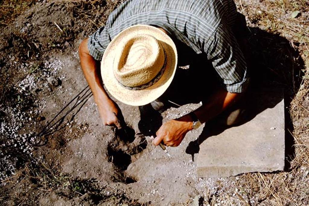 I.11.10 Pompeii. 1964. New root cavity. Photo by Stanley A. Jashemski.
Source: The Wilhelmina and Stanley A. Jashemski archive in the University of Maryland Library, Special Collections (See collection page) and made available under the Creative Commons Attribution-Non Commercial License v.4. See Licence and use details.
J64f1667
