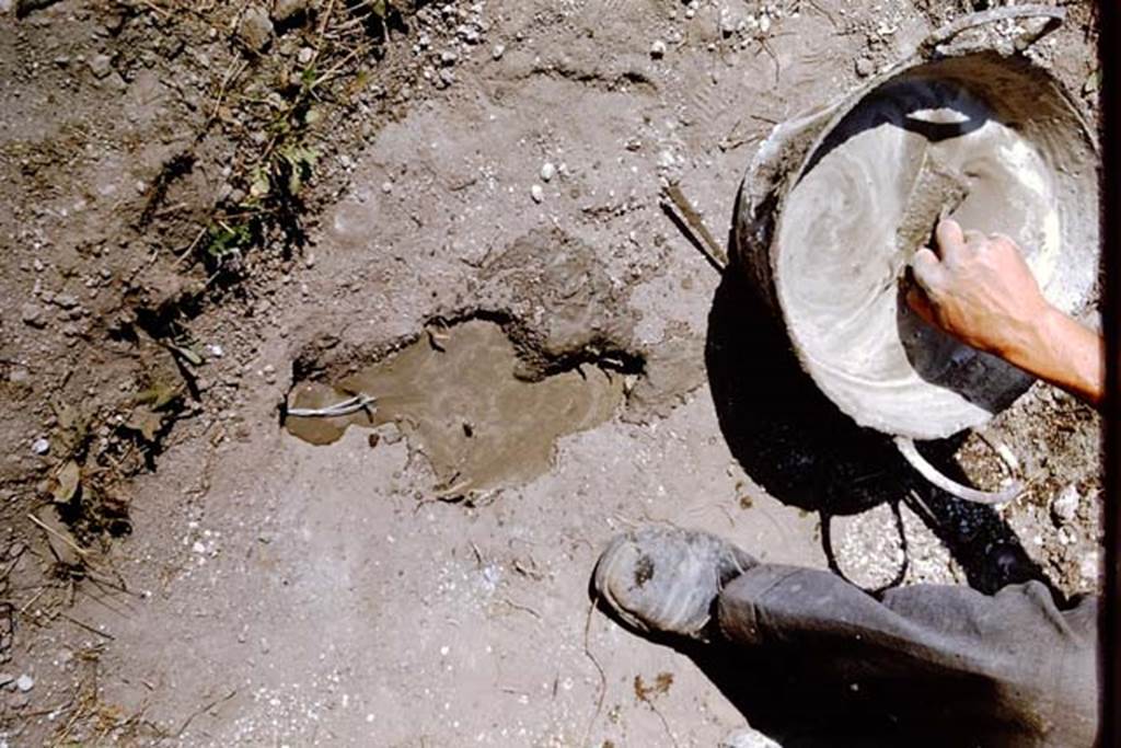 I.11.10 Pompeii. 1964. Now leave to set for three days. Photo by Stanley A. Jashemski.
Source: The Wilhelmina and Stanley A. Jashemski archive in the University of Maryland Library, Special Collections (See collection page) and made available under the Creative Commons Attribution-Non Commercial License v.4. See Licence and use details.
J64f1670
