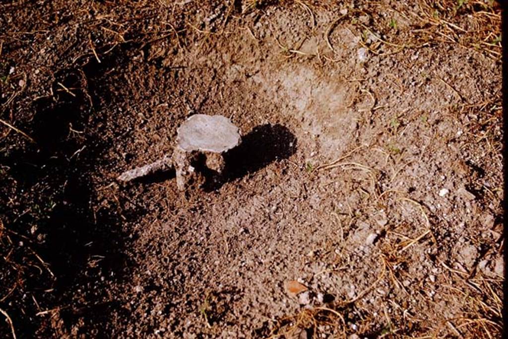 I.11.10 Pompeii. 1964. A finished root cavity. Photo by Stanley A. Jashemski.
Source: The Wilhelmina and Stanley A. Jashemski archive in the University of Maryland Library, Special Collections (See collection page) and made available under the Creative Commons Attribution-Non Commercial License v.4. See Licence and use details.
J64f1966
