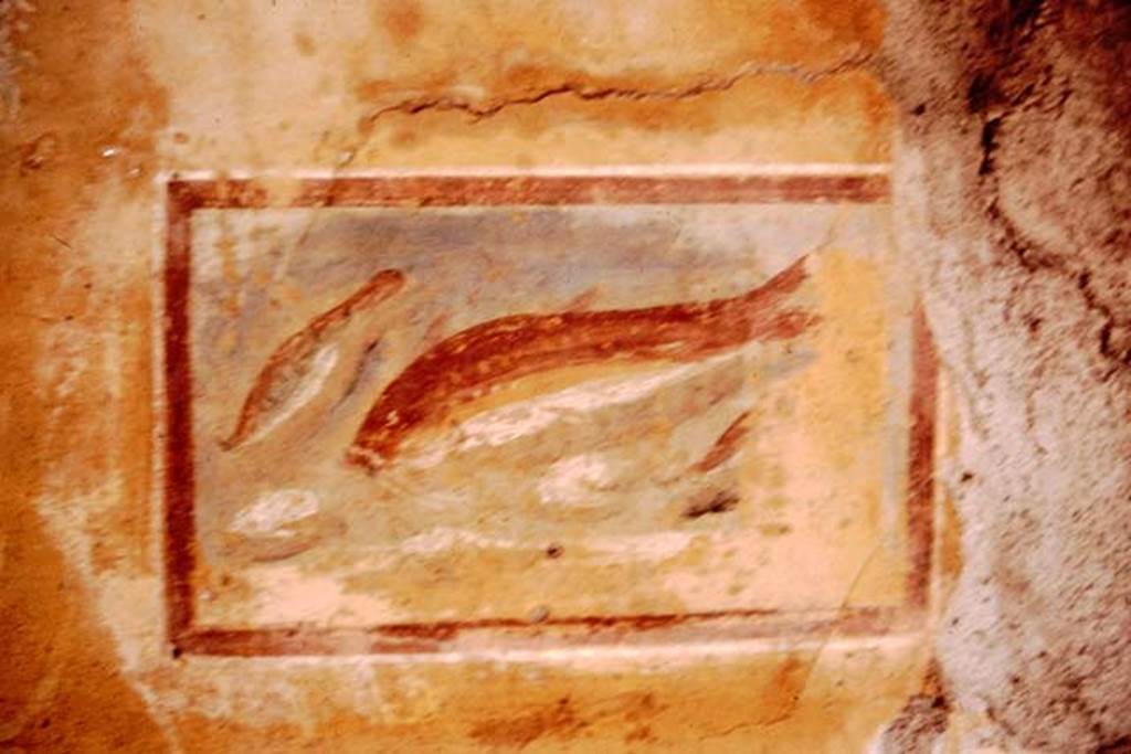 I.11.11 Pompeii. 1964. Painted panel with fish from north wall. Photo by Stanley A. Jashemski.
Source: The Wilhelmina and Stanley A. Jashemski archive in the University of Maryland Library, Special Collections (See collection page) and made available under the Creative Commons Attribution-Non Commercial License v.4. See Licence and use details.
J64f1790