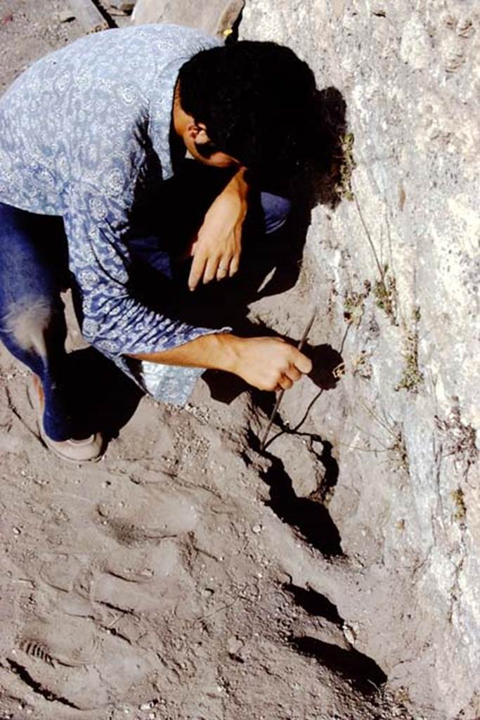 I.14.2 Pompeii. 1972. Digging out of large tree root cavity, found near the south wall. Photo by Stanley A. Jashemski. 
Source: The Wilhelmina and Stanley A. Jashemski archive in the University of Maryland Library, Special Collections (See collection page) and made available under the Creative Commons Attribution-Non Commercial License v.4. See Licence and use details. J72f0412
