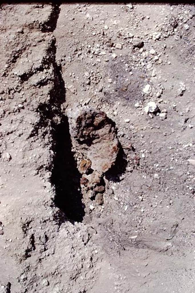 I.15.3 Pompeii. 1972. Carbonized plant material. Photo by Stanley A. Jashemski. 
Source: The Wilhelmina and Stanley A. Jashemski archive in the University of Maryland Library, Special Collections (See collection page) and made available under the Creative Commons Attribution-Non Commercial License v.4. See Licence and use details. J72f0651
