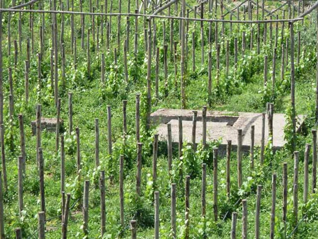 I.22.2 Pompeii. May 2010. Triclinium, looking north from rear of insula.
According to Jashemski, the masonry triclinium in the garden was shaded not by a vine-covered pergola but by the spreading branches of three large trees. An ornate plaque, made of two varieties of variegated marble, decorated the centre part of the small rectangular table between the couches. Arched niches under the couches provided storage space.  Between the small trees in front of the triclinium was a masonry altar.
See Jashemski, W. F., 1993. The Gardens of Pompeii, Volume II: Appendices. New York: Caratzas. (p.73)
