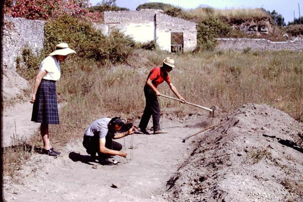 II.5 Pompeii. 1966.  Excavations near west wall, looking north. Photo by Stanley A. Jashemski. Here the original ground level was barely below the surface, and as such had been badly damaged by trucks removing the lapilli in the 1950s. 
Source: The Wilhelmina and Stanley A. Jashemski archive in the University of Maryland Library, Special Collections (See collection page) and made available under the Creative Commons Attribution-Non Commercial License v.4. See Licence and use details.
J66f0326
