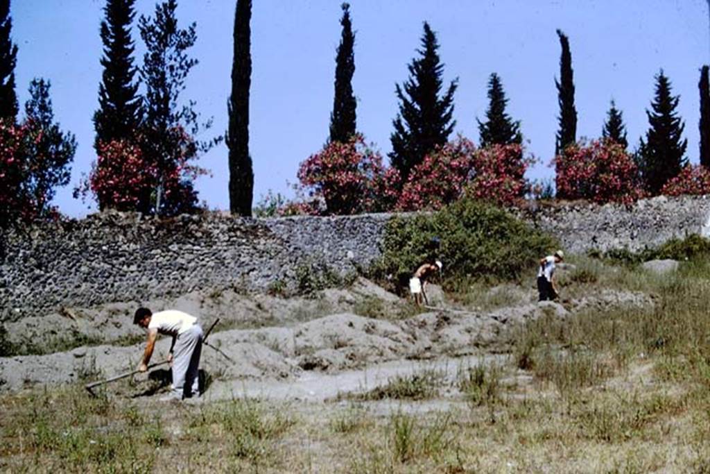 II.5 Pompeii. 1966. Excavating near the west wall.  Photo by Stanley A. Jashemski.
Source: The Wilhelmina and Stanley A. Jashemski archive in the University of Maryland Library, Special Collections (See collection page) and made available under the Creative Commons Attribution-Non Commercial License v.4. See Licence and use details.
J66f0370
