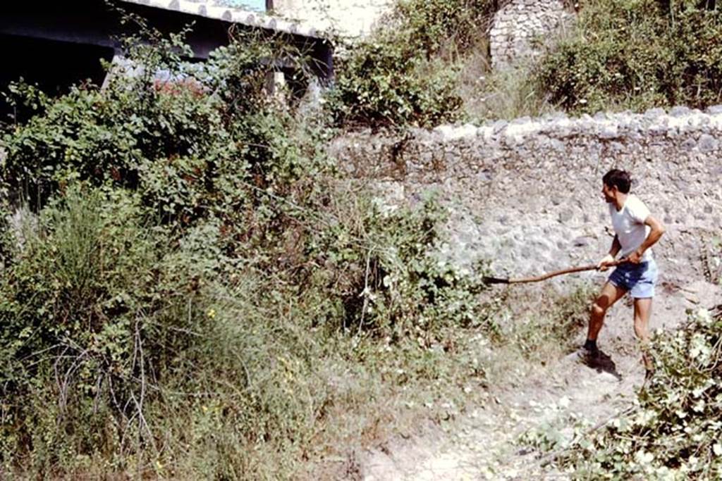 II.5 Pompeii. 1966.  Removal of heavy weed growth from south wall of unexcavated structure in north-west corner. Photo by Stanley A. Jashemski.
Source: The Wilhelmina and Stanley A. Jashemski archive in the University of Maryland Library, Special Collections (See collection page) and made available under the Creative Commons Attribution-Non Commercial License v.4. See Licence and use details.
J66f0408
