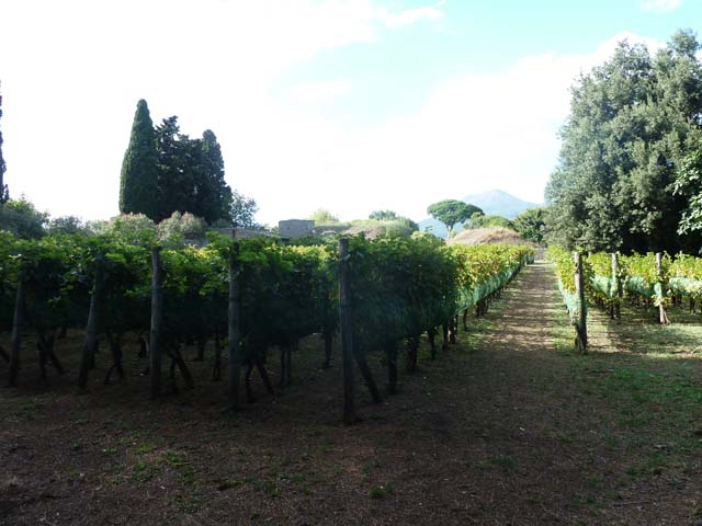 II.5.5 Pompeii. September 2005. Garden entrance into replanted vineyard, with view of Vesuvius

