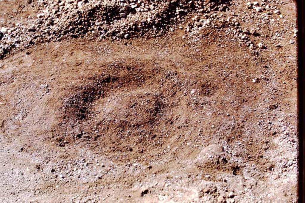 II.8.6 Pompeii, 1973. Round soil formation after the removal of lapilli. Photo by Stanley A. Jashemski. 
Source: The Wilhelmina and Stanley A. Jashemski archive in the University of Maryland Library, Special Collections (See collection page) and made available under the Creative Commons Attribution-Non Commercial License v.4. See Licence and use details.
J73f0342
According to Wilhelmina, 
A perfectly preserved bed was found, in which after rain, round formations were found; in the centre of each there had once been a very small plant, too small for lapilli to have preserved the root cavity. Around each plant was a depression for water.  
See Jashemski, W.F., 2014. Discovering the Gardens of Pompeii: Memoirs of a Garden Archaeologist, (p.205).
