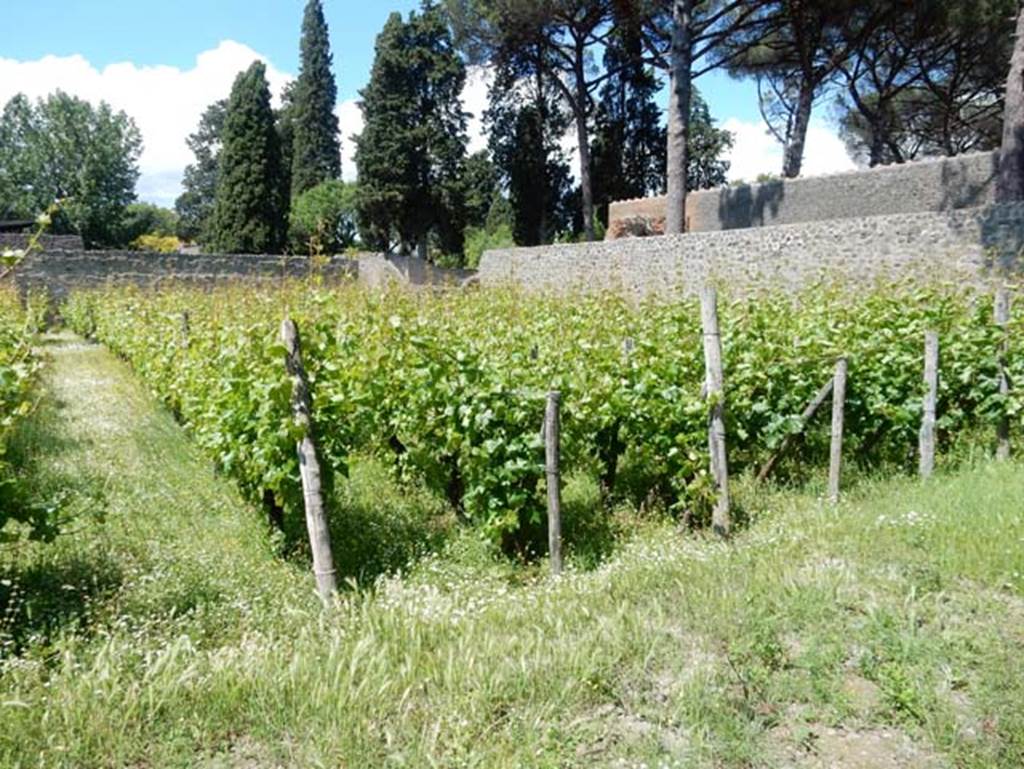 II.9.7, Pompeii, May 2018. Looking north-east from near doorway to II.9.5, across vineyard towards entrance at II.9.7 and Palaestra walls. Photo courtesy of Buzz Ferebee.
