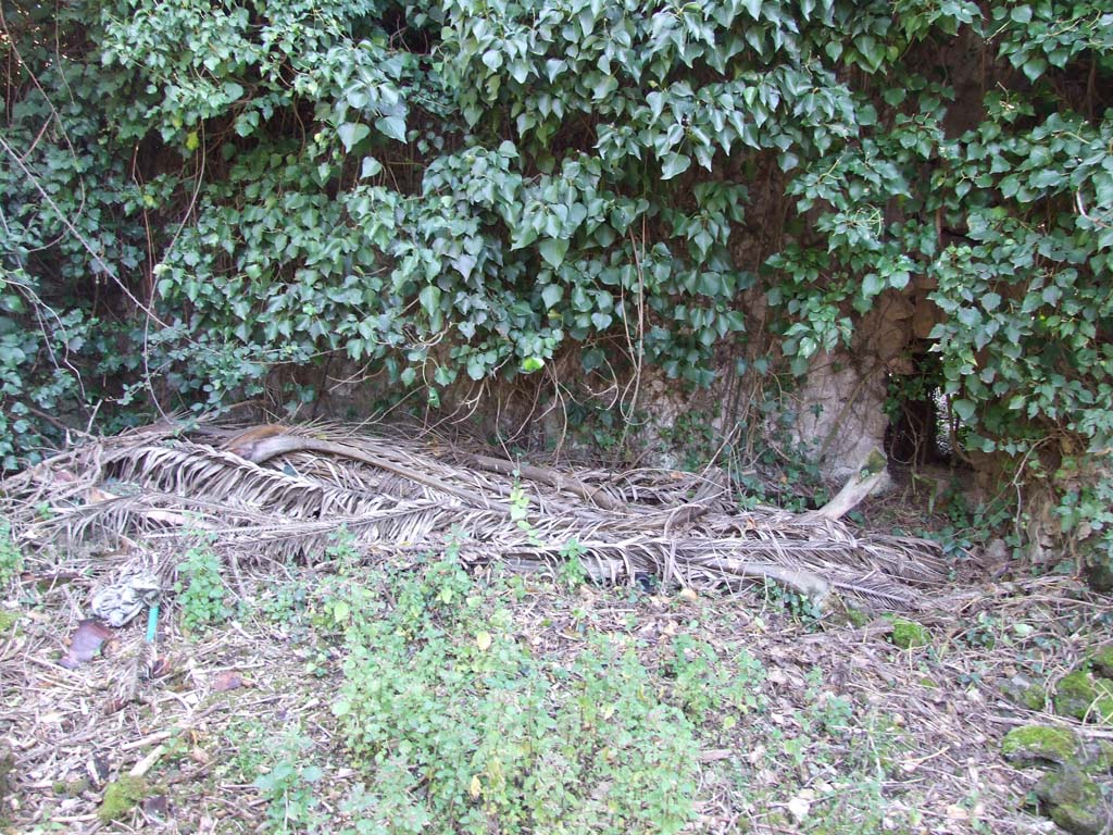 V.3.12 Pompeii. March 2009. Overgrown area.