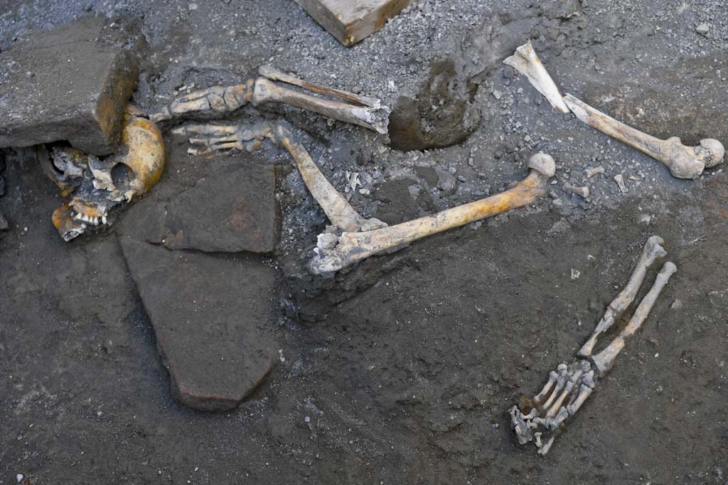 V.3 Pompeii. Casa del Giardino. October 2018. Ambiente 8. Skeletal remains.
According to the PAP press release, there are skeletons turned over, twisted and dragged without scruples by grave robbers, in search of precious objects which Pompeians took with them in their desperate escape from the eruption. As if the horrendous end which awaited them were not enough, the victims of Pompeii had to suffer desecration at the hands of looters, who in modern times tunnelled through the ash and lapilli which had buried the ancient city, in search of valuable objects in unexplored domus.
It was in this manner that, in a room of the recently excavated 'House with the Garden', the skeletal remains of at least 6 individuals have re-emerged, piled up and scattered across various points in the room. That is why the skull of one of the victims, crushed by roof tiles, lies alongside the upper and lower limbs of another individual, still in situ, while the remains of a ring worn on the finger and other small hand held objects, spared from looting, resurfaced at a distance and not connected to the rest of the body.
The Pompeians had sought refuge within the innermost room of the house which, unlike the others, held out against the initial phase of the eruption (the rain of lapilli). They were subsequently caught up in one of the pyroclastic flows which overwhelmed the rooms of the house still emerging from the lapilli, causing the collapse of the roof and the upper part of the room's northern wall.
The presence of one or more tunnels from prior excavations (perhaps earlier than the official works began in 1748), which caused the disturbance to the interested skeletons, is indicated by the holes in the walls. Such revelations are allowing us, thanks to ongoing interventions, to document the history of an age of excavation in great detail (from illicit excavations to those of the Bourbon era) which was completely different from the current one, both in terms of the methodological approach and the objectives.
See PAP: The-room-of-the-skeletons-and-sacking-by-ancient-grave-robbers
Ambiente 8. Resti scheletrici.
Secondo il comunicato stampa PAP, scheletri rivoltati, stravolti, trascinati senza riguardo da tombaroli alla ricerca di oggetti preziosi, con cui i pompeiani si accompagnavano nel tentativo disperato di fuga dall’eruzione. Non è bastata l’orrenda fine riservatagli dalla tragedia, ma le vittime di Pompei hanno dovuto subire anche la profanazione di saccheggiatori che già in epoca moderna si addentravano attraverso cunicoli e passaggi nella cenere e nel lapillo che aveva seppellito la città antica, per rintracciare oggetti di valore in domus inesplorate.
Riaffiorano così, in una stanza della “Casa del giardino” di recente scavo, i resti scheletrici di almeno 6 individui, ammucchiati e sparpagliati in più punti dell’ambiente. Ed ecco perché, ancora in situ, il cranio di una delle vittime, schiacciato dalle tegole del tetto, giace accanto agli arti inferiori e superiori di un altro individuo, mentre resti di un anello indossato al dito e altri piccoli oggetti stretti tra le mani, sfuggiti al saccheggio del luogo, riaffiorano lontani e non in connessione con il resto del corpo.
I pompeiani avevano cercato rifugio nella stanza più interna della casa, che, a differenza delle altre, aveva resistito alla prima fase dell’eruzione (la caduta dei lapilli). Erano stati poi colti da una delle correnti piroclastiche che travolse gli ambienti della casa ancora affioranti dai lapilli, provocando il crollo del tetto e della parte superiore del muro nord dell’ambiente.
La presenza di uno o più cunicoli di scavi precedenti (forse anteriori all’inizio delle ricerche ufficiali del 1748), che hanno causato lo sconvolgimento degli scheletri intercettati, è indiziata anche da fori nelle pareti. Tali rilevamenti stanno consentendo, grazie agli interventi in corso, di documentare con grande dettaglio la storia di un’epoca di scavo, (da quelli clandestini a quelli di epoca borbonica) completamente differente da quella attuale, tanto nell’approccio metodologico che nelle finalità stesse.
Vedi PAP: la-stanza-degli-scheletri-e-il-saccheggio-degli-antichi-tombaroli/
Photograph © Parco Archeologico di Pompei.