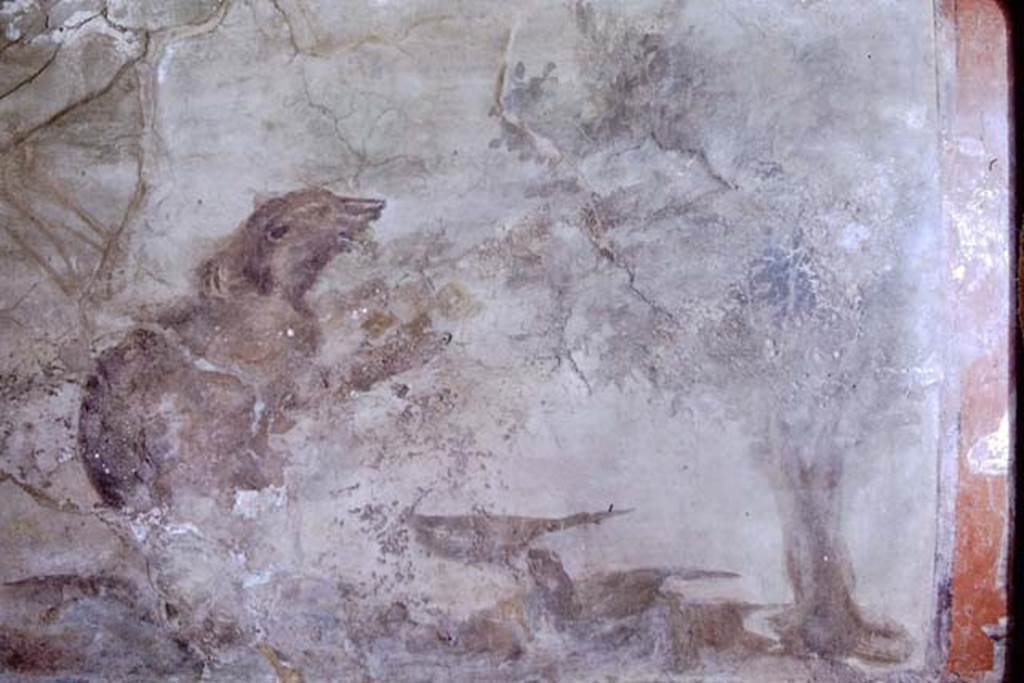 V.4.a Pompeii. 1968. Bear in fresco with life-size animals on north wall of garden area. Photo by Stanley A. Jashemski.
Source: The Wilhelmina and Stanley A. Jashemski archive in the University of Maryland Library, Special Collections (See collection page) and made available under the Creative Commons Attribution-Non Commercial License v.4. See Licence and use details.
J68f0656