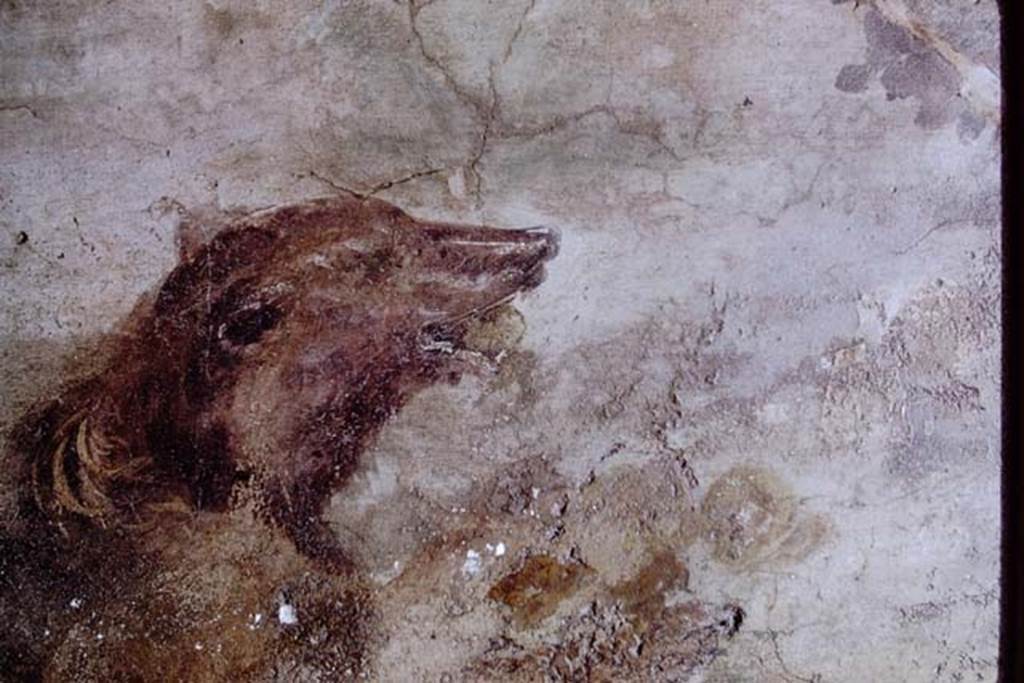 V.4.a Pompeii. 1968. Detail of bear on north wall of garden area. Photo by Stanley A. Jashemski.
Source: The Wilhelmina and Stanley A. Jashemski archive in the University of Maryland Library, Special Collections (See collection page) and made available under the Creative Commons Attribution-Non Commercial License v.4. See Licence and use details.
J68f0655