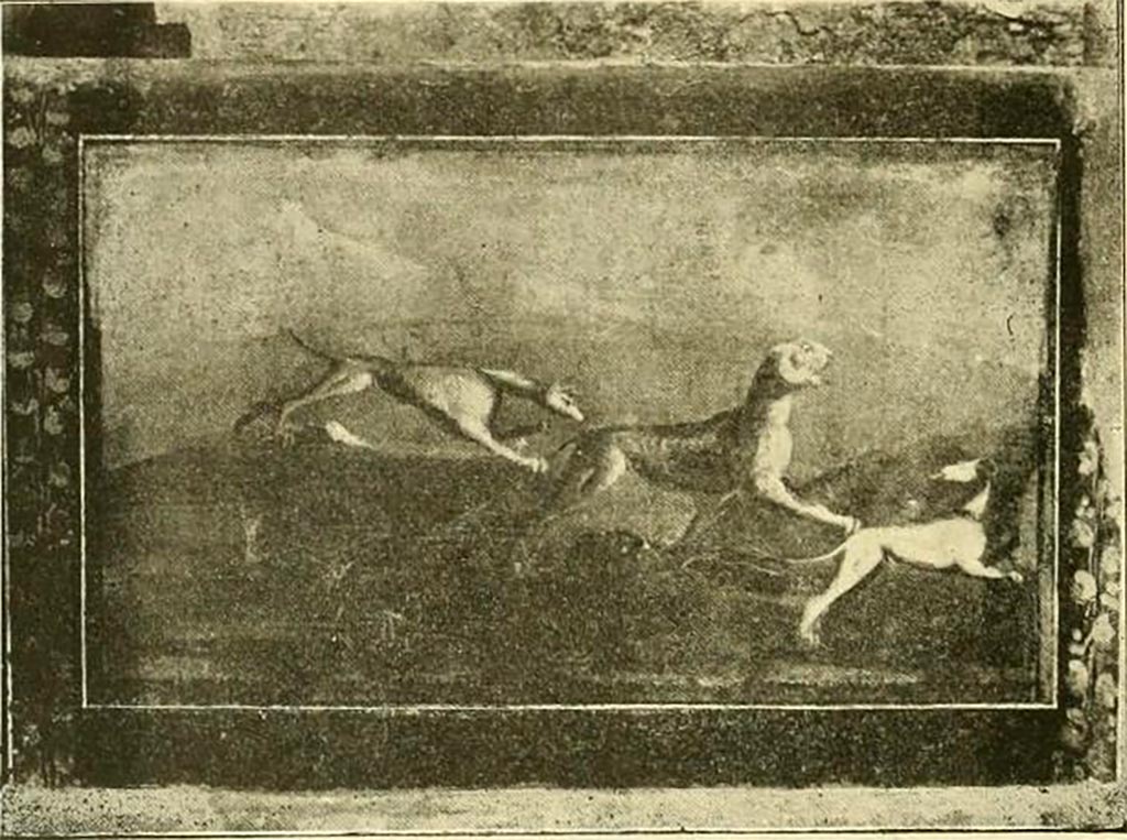 V.5.3 Pompeii. Wall painting from north-east corner of peristyle. It shows a panther pursued by two dogs similar to greyhounds. 
See Notizie degli Scavi di Antichità, 1899, p.351-2, number 12, fig. 12.
