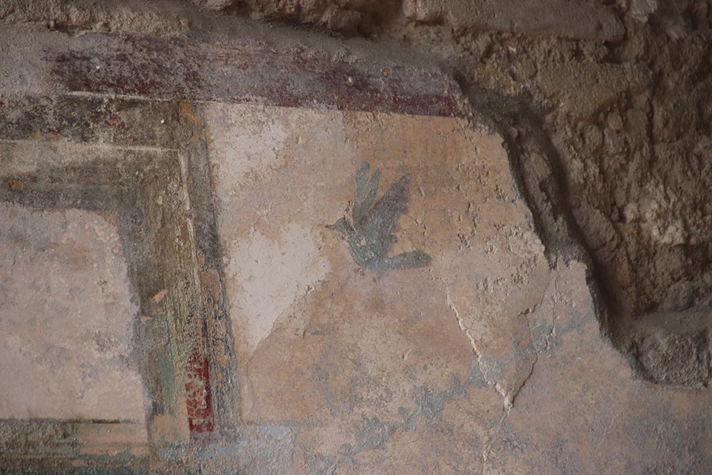 V.6.12 Pompeii. October 2024. 
Detail of painted bird from east end of upper north wall of fauces/ entrance corridor. Photo courtesy of Klaus Heese.
