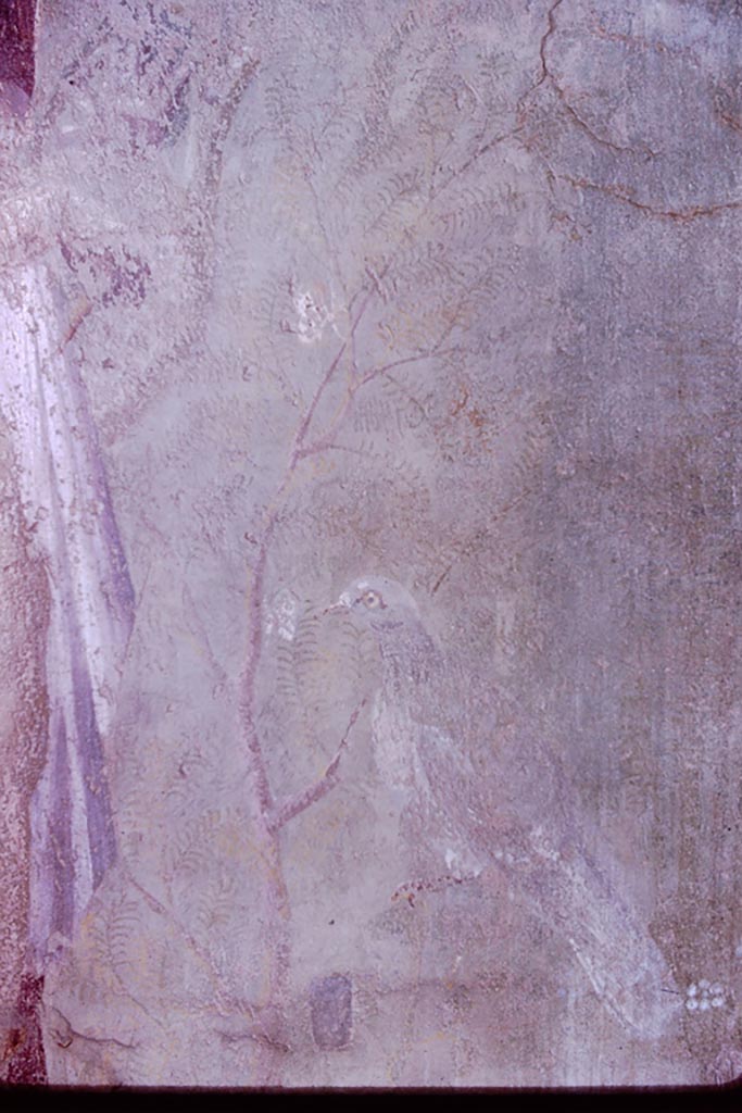 VI.7.18 Pompeii. 1966. Painted bird. Photo by Stanley A. Jashemski.
Source: The Wilhelmina and Stanley A. Jashemski archive in the University of Maryland Library, Special Collections (See collection page) and made available under the Creative Commons Attribution-Non Commercial License v.4. See Licence and use details.
J66f0684
