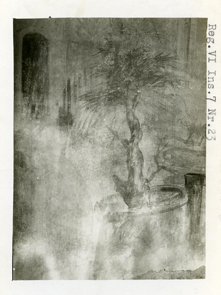 VI.7.23 Pompeii. Pre-1937-39. Detail of sacred tree from painted south wall of bedroom. 
Photo courtesy of American Academy in Rome, Photographic Archive. Warsher collection no. 1693.

