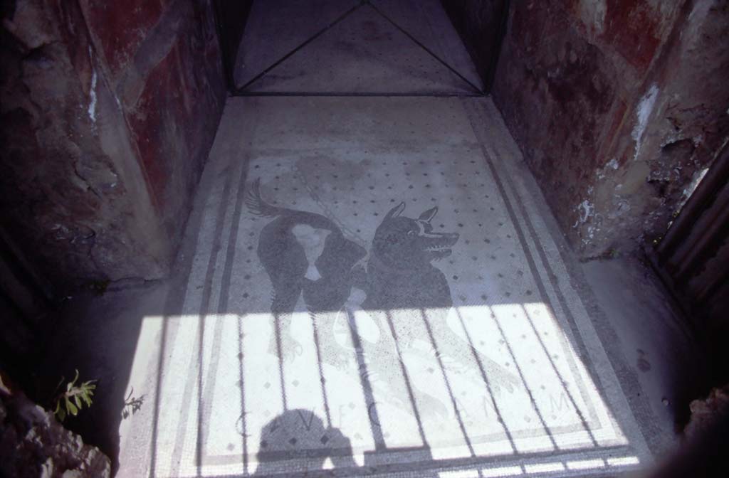 VI.8.5 Pompeii. July 1980. Cave Canem mosaic in entrance corridor.
Photo courtesy of Rick Bauer, from Dr George Fay’s slides collection.

