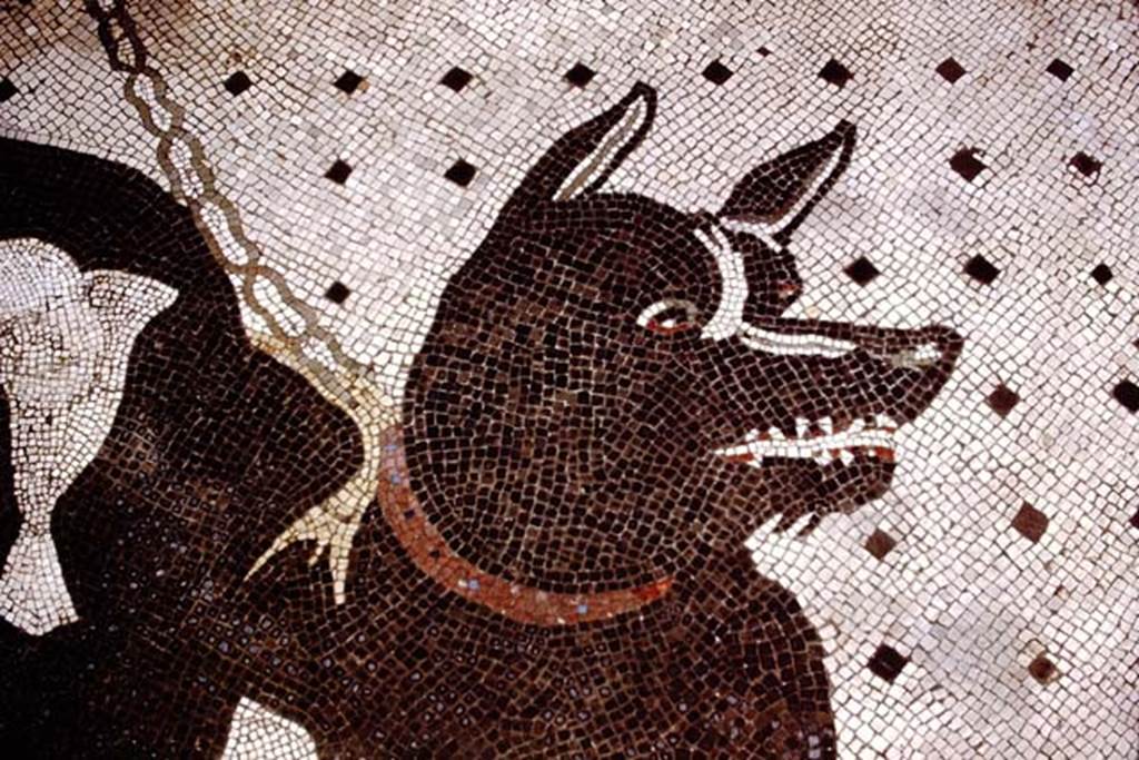 VI.8.5 Pompeii, 1978. Detail from mosaic of guard dog. Photo by Stanley A. Jashemski.   
Source: The Wilhelmina and Stanley A. Jashemski archive in the University of Maryland Library, Special Collections (See collection page) and made available under the Creative Commons Attribution-Non Commercial License v.4. See Licence and use details. J78f0642
