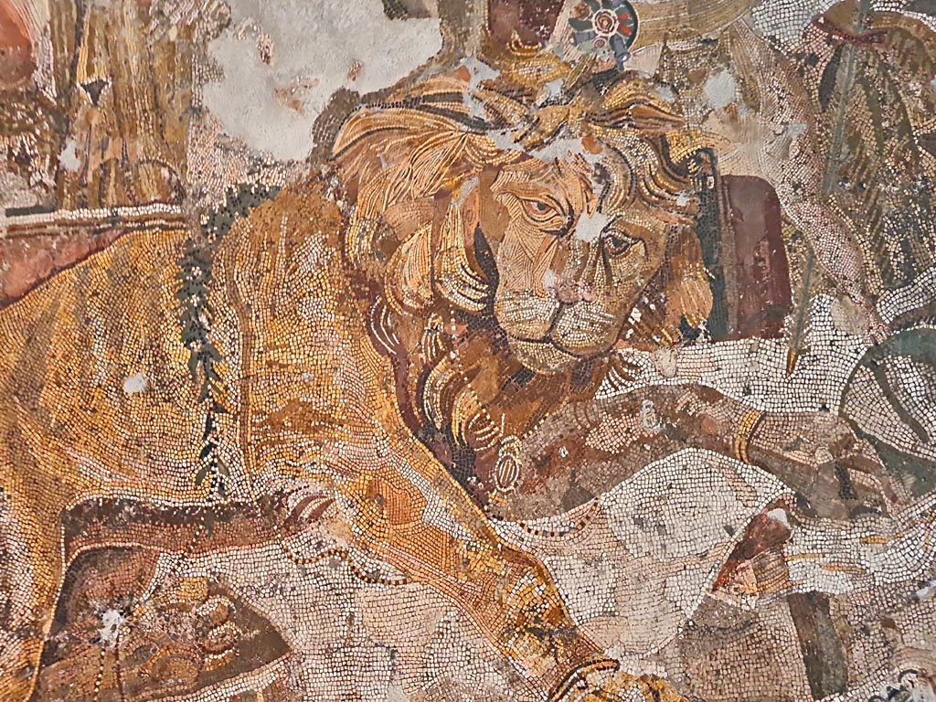 VI.9.5 Pompeii. September 2024.
Triclinium 27, detail of lion from mosaic. Found in April 1829. Photo courtesy of Giuseppe Ciaramella.
Now in Naples Archaeological Museum. Inventory number 10019.