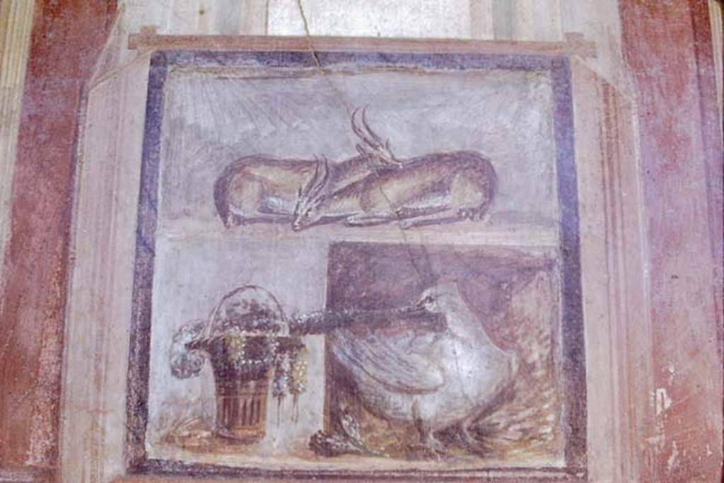 VI.9.6 Pompeii. 1968. Room 6, wall painting of two deer, a basket with garlands and a goose, from north wall of peristyle on west side of doorway. Photo by Stanley A. Jashemski.
Source: The Wilhelmina and Stanley A. Jashemski archive in the University of Maryland Library, Special Collections (See collection page) and made available under the Creative Commons Attribution-Non Commercial License v.4. See Licence and use details.
J68f1005