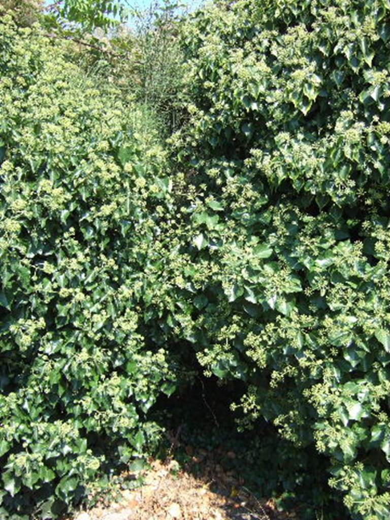 VI.11.3 Pompeii. September 2005. Overgrown entrance doorway.